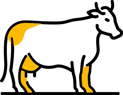 bœuf